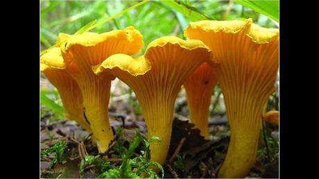 Divers - Une trop belle cueillette .....