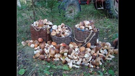 Divers - Une trop belle cueillette .....