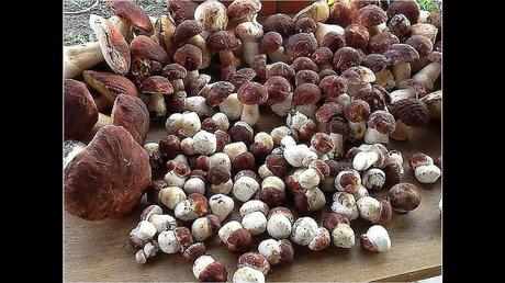 Divers - Une trop belle cueillette .....