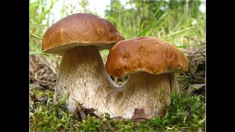 Divers - Une trop belle cueillette .....