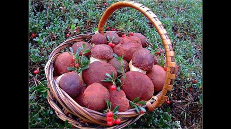 Divers - Une trop belle cueillette .....