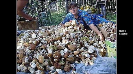 Divers - Une trop belle cueillette .....