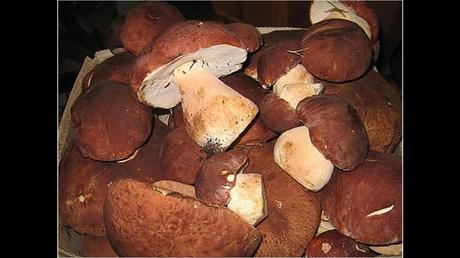 Divers - Une trop belle cueillette .....