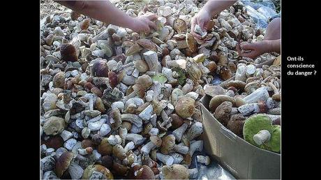 Divers - Une trop belle cueillette .....