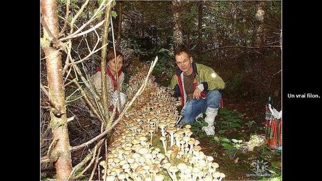 Divers - Une trop belle cueillette .....