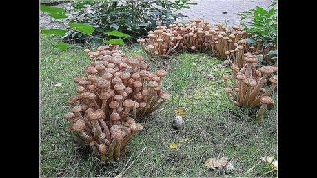 Divers - Une trop belle cueillette .....