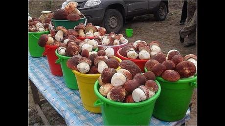 Divers - Une trop belle cueillette .....