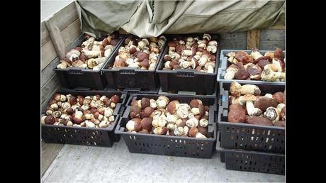 Divers - Une trop belle cueillette .....