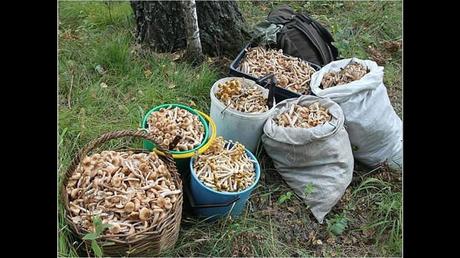 Divers - Une trop belle cueillette .....