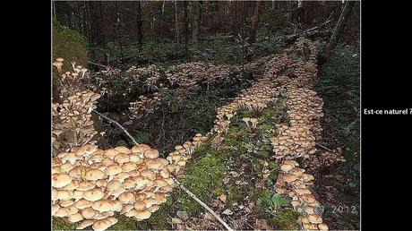 Divers - Une trop belle cueillette .....