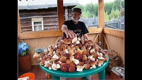 Divers - Une trop belle cueillette .....