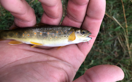 Pêcher l’Aude à la mouche
