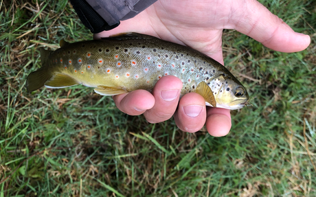 Pêcher l’Aude à la mouche