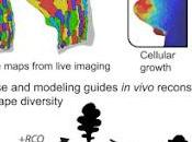 #Cell #feuille #croissance Cadre Développement Diversité Forme Feuilles basés Croissance