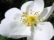 Rosier pimprenelle (Rosa spinosissima)