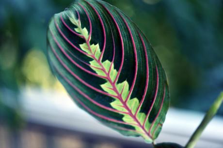 Découverte des plantes à motifs Maranta, la jolie dormeuse
