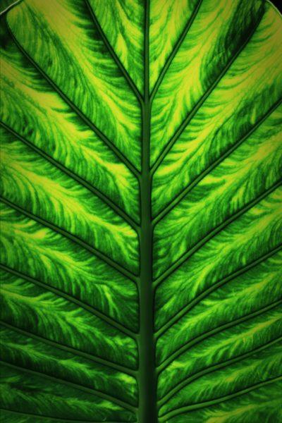 Découverte des plantes à motifs Alocasia, la plante Dumbo