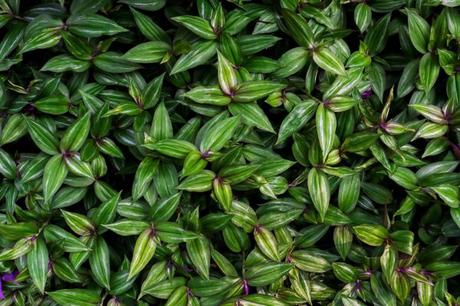 Découverte des plantes à motifs Tradescantia Zebrina, la rayée
