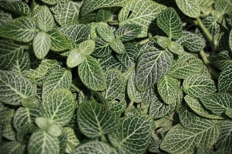 Découverte des plantes à motifs Fittonia, la colorée