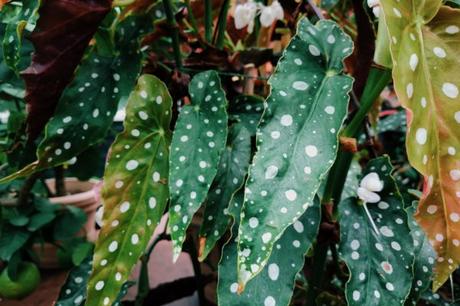 Découverte des plantes à motifs Begonia Maculata, la plante à pois