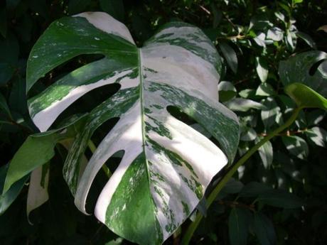 Découverte des plantes à motifs Monstera variegata, la magnifique