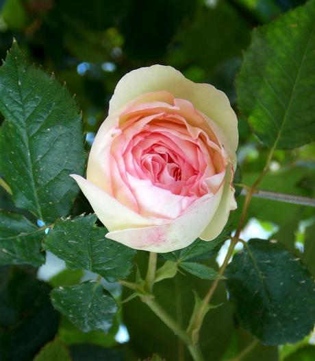 laisse de toi les mots descendre