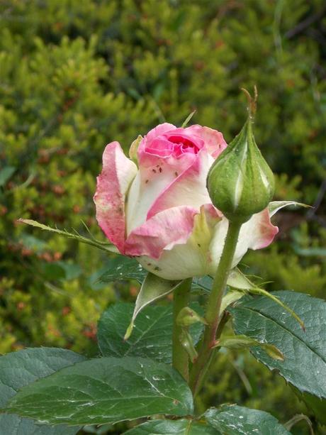 laisse de toi les mots descendre