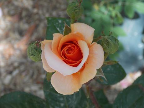 laisse de toi les mots descendre