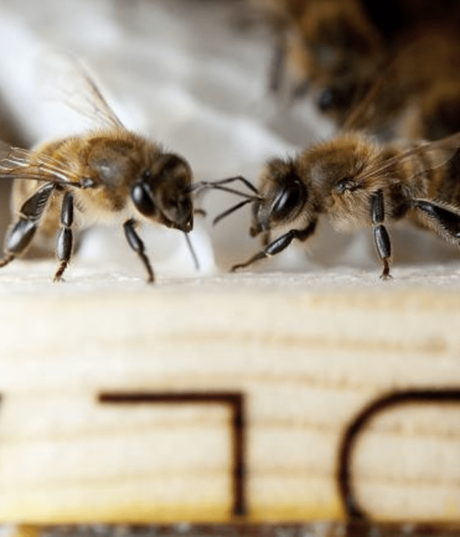 Semaine du développement durable + concours abeille insecte pollinisateur en voie de disparition apiculture ruche miel - blog déco - clemaroundthecorner