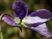 Violette bois (Viola reichenbachiana)