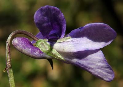 Violette des bois (Viola reichenbachiana)