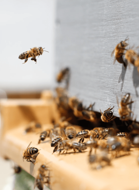 colonie d abeilles ruche entrée insecte pollinisateur miel - blog déco - clemaroundthecorner
