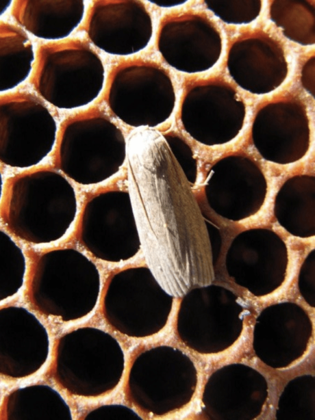 la fausse teigne sauver protéger les abeilles ruche destructeur - blog déco - clemaroundthecorner