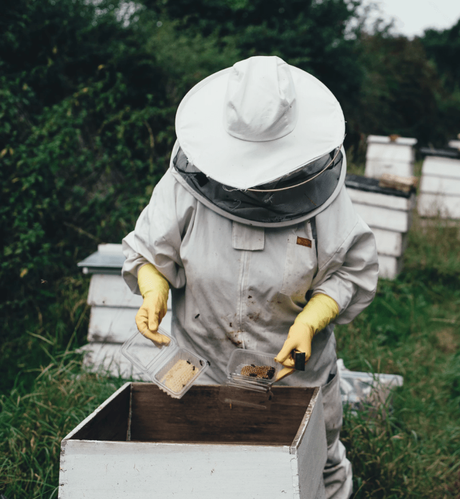 adopter des abeilles chez soi ruche ruchier nature - blog déco - clemaroundthecorner