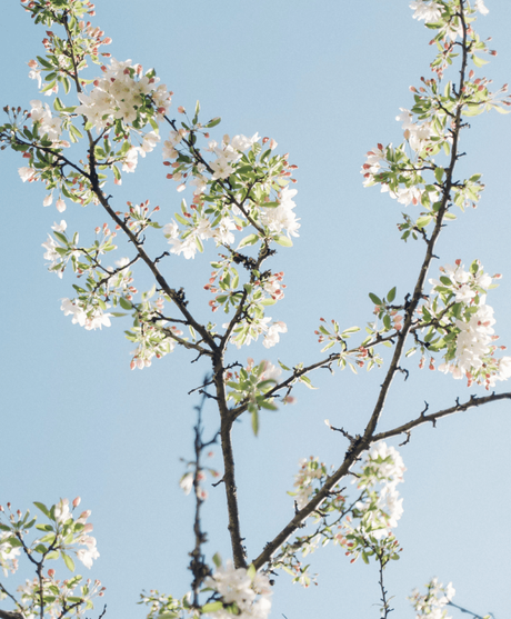 prunelier arbre en fleur blanche pollen pour les abeilles clematc