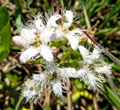 Mittenwald - Lautersee / Steingarten - 01.016. 19. - 25 Bilder.