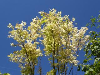 Le Festival International des Jardins de Chaumont sur Loire (41)