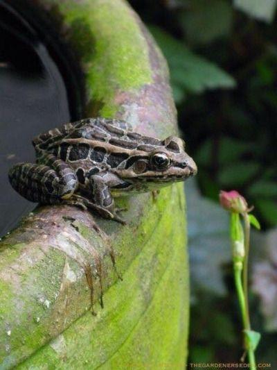 .Animal Ally: Toad