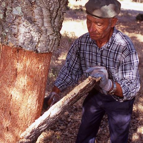 Écorce processus extraction du liège arbre composant naturel sol revêtement amorim