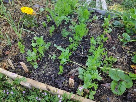 Mon petit potager a bien poussé