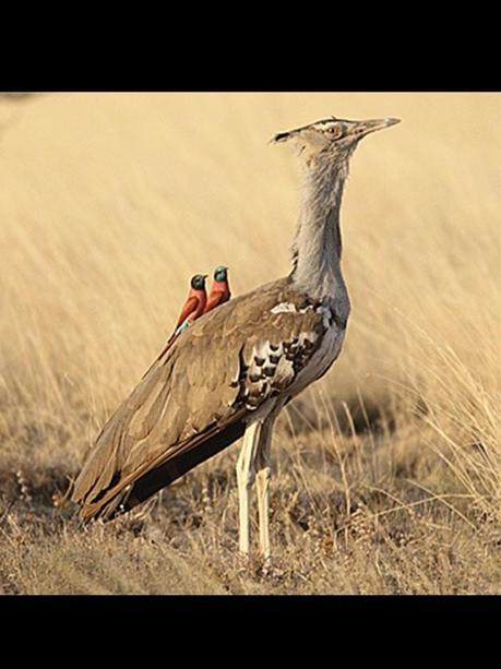 Divers - Quelques  jolies petites familles - 1