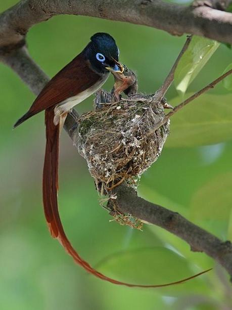 Divers - Quelques  jolies petites familles - 1