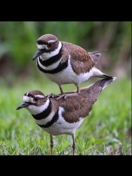 Divers - Quelques  jolies petites familles - 1