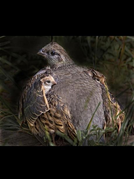 Divers - Quelques  jolies petites familles - 1