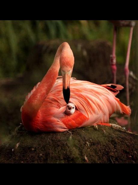 Divers - Quelques  jolies petites familles - 1