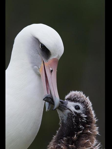 Divers - Quelques  jolies petites familles - 1