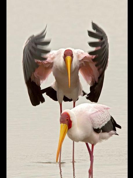 Divers - Quelques  jolies petites familles - 1