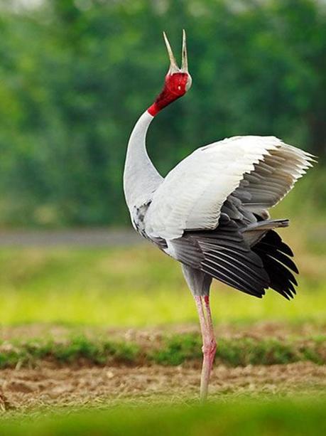 Divers - Quelques  jolies petites familles - 1