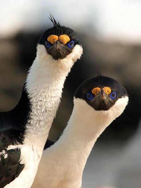 Divers - Quelques  jolies petites familles - 1