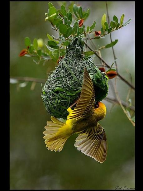 Divers - Quelques  jolies petites familles - 1